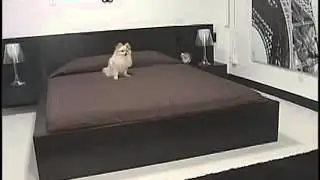 D Pet Hotels on So Cal's Best