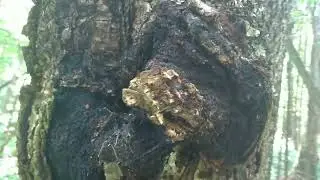 How does Chaga mushroom grow