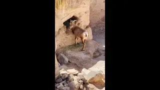 The Arizona-Sonora Desert Museum is always an adventure!