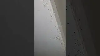 Bed bug poop