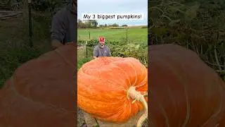 3 Biggest Giant Pumpkins!  {Check them out!} #pumpkin #gardening #2025goals #farming #giantfruits