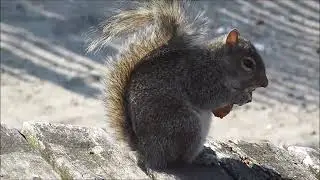 Squirrel's Snacking: A Munching Moment 🐿️🌰