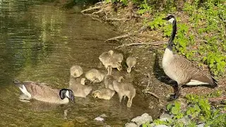 GOOSE AND GOSLINGS || CANADA GEESE WITH BABIES || WILD BIRDS || BIRD SOUNDS || ANIMALS || #nature