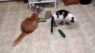 Funny cats scared of cucumbers  cat vs cucumber compilation  Gatos VS pepinos