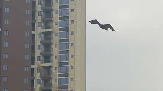 Bionic bat on order