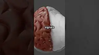 How Does Our Brain Store Memories? 🧠