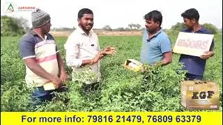 KGF &ndash; అన్ని పురుగుల నియంత్రణతో పుష్కల పూత, అధిక దిగుబడి #agrishine #chillicrop #bestresult #farming