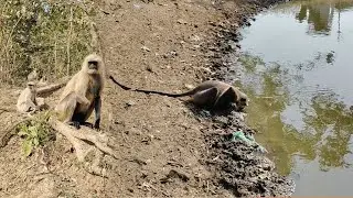 Monkeys Enjoying Water | Peaceful Wildlife Moments by the River