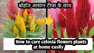 कैसे आसानी से celosia से भर भर के फूल पायेंगे देखिए 🌷|celosia plant care tips in hindi |