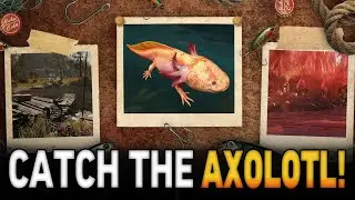 Поймайте редкого ноябрьского аксолотля! | Руководство по аксолотлям Fallout 76