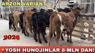 😱 BUNAQA NARX YO&lsquo;Q! 8 MLN DAN YOSH HUNO JINLAR