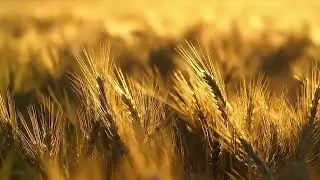 Golden Wheat Field - 1 Hour of Relaxing Nature Sounds
