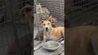 Sterilized ✅Strays safe 🐶Cooler  coming for Gau Mata 🙏#shorts  #gauseva  #straydogs