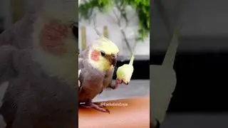 Adorable Cockatiel Jojo's Funny Playtime 🤣 #cockatielscraze