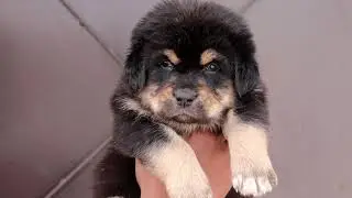 Top Class Gaddi Pet Dog Available at Best Price 07011907073 DogoKennel #Delhi#Punjab Dog Market Sale