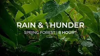 Rain & Thunder | 8 Hours of Rain for Meditation | Sleep | Insomnia | Study | Focus | Calming Down