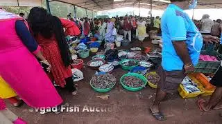 Devgad Fish Auction