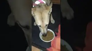 Crave dog food! Quick review dog approved!