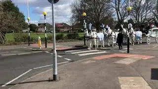 White Horse Drawn Funeral with Outriders