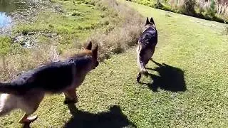 Pack Of German Shepherd Dogs  Running Free!