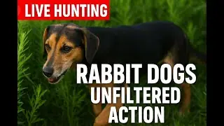 Bad Weather Hunt Day | LIVE Beagle Music Replays