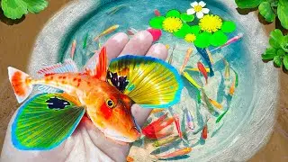 Surprise Catch Amazing Ornamental Flying Fish, Goldfish, Koi, Ornamental Fish, Striped Horse Fish