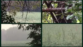 Rain / Free Stock Footage / Pack 01 - 4 Clips