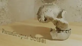 Paranthropus boisei