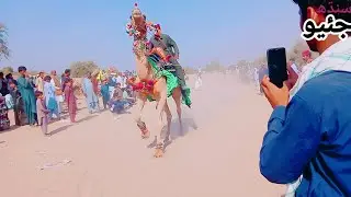 Camel Race Pakistan of Sindh TharMela Camel thar hadarshah geosindh l