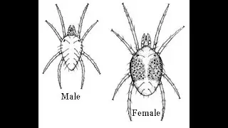 Mites arthropods ; Classification, Diversity, Common Types, Medical Importance