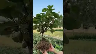 Aceita um p&eacute; de Kiwi? 🥝