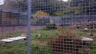 The Anglian Wolf Society