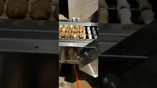 Automatic duck egg washing machine with  13,000 eph
