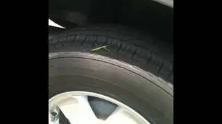 Found a praying mantis on my car's tire
