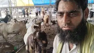Sachin Bakra Mandi, Surat , May 30 , 2024.