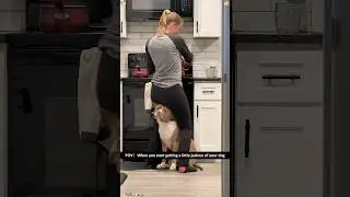 Funny Pit Bulls 🐶🤣🤪🥰#funny #pitbull #cutedog #funnypets #funnyanimals #fyp #foryoupage #usa