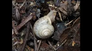 Bradybaena similaris (F&eacute;russac, 1821) Asian Tramp Snail