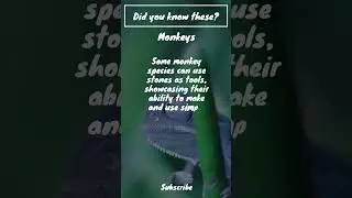 Did you know this about Monkeys? #animals #wildlife #animalgoals #animalkingdom #animalphotography