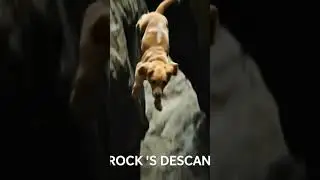 ROCKY: THE CANYON DIVE RESCUE  #RockyTheHero #CanyonRescue #MountainGoatRescue