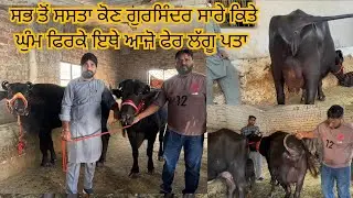 14 November 2025 ਫੋਨ 97792 56063 👈 5 ਝੋਟੀਆ ਵਿਕਾਊ ਗਰਸਿੰਦਰ ਸਿੰਘ ਕੋਲ ਬਰੀਡ ਆਲੀਆ ਝੋਟੀਆ ਵਿਕਾਊ 🤏🤏👍