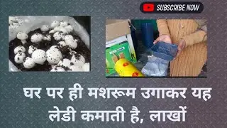 Farmer of button mushroom! Compost to packaging 