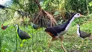 Amazing Bird Trap You Have Never Seen Before | Very Effective Trap | #The_Bird_Kingdom