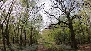 Run Wytham Woods 10k