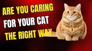 Domestic Shorthair Cat Care Explained for Australian Owners