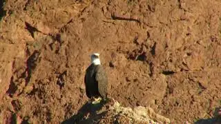 Bald Eagle along the Colorado River, on Pulpit Rock in Topock Gorge, Havasu NWR.
