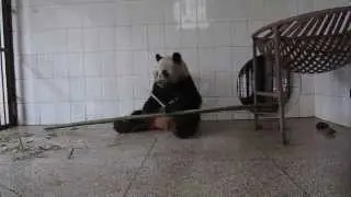 Lin Bing eating big bamboo.