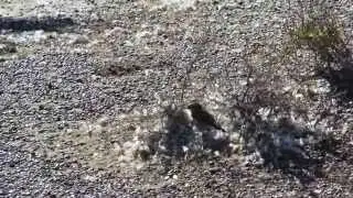 Bandurrita Patag&oacute;nica