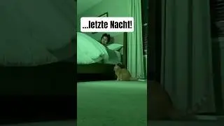 KATZE UND HAMSTERBACKE!😹 @ARSCHBULETTE #tiere #lustig #happy #funny #meme #cat