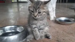 ANAK KUCING MEONG MEONG LORENG SAKIT TANGANNYA DUDUK SANTAI