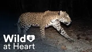 Wild at Heart: F11-9 the Jaguar